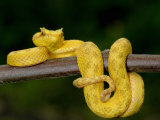 Close-Up of an Eyelash Viper, Arenal Volcano, Costa Rica