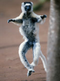 Verreaux's Sifaka Dancing in a Field, Berenty, Madagascar