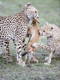 Cheetah Cubs Eating a Dead Thomson's Gazelle, Ndutu, Ngorongoro, Tanzania