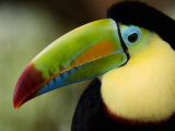 Close-Up of Keel-Billed Toucan, Costa Rica