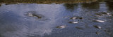 Hippopotamus and Alligator in a Waterhole, Serengeti National Park, Tanzania