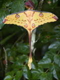 Close-Up of a Comet Moth on a Branch, Andasibe-Mantadia National Park, Madagascar