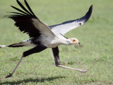 Secretary Bird Running in a Forest, Ndutu, Ngorongoro, Tanzania