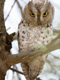 African Scops Owl Perching on a Branch, Tarangire National Park, Tanzania