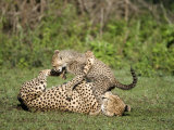 Cheetah Cub Playing with its Mother, Ndutu, Ngorongoro, Tanzania