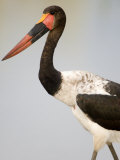 Close-Up of a Saddle Billed Stork Bird, Tarangire National Park, Tanzania