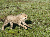 Cheetah Cub Running in a Forest, Ndutu, Ngorongoro, Tanzania