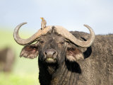 Oxpecker Perching on the Horn of a Cape Buffalo, Ngorongoro Crater, Ngorongoro, Tanzania