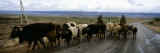 Buy Cattle Being Herded on a Road, Kyrgyzstan at AllPosters.com