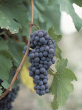 Grapes Growing in a Vineyard, Barbaresco Docg, Piedmont, Italy