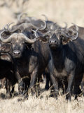 Cape Buffaloes in a Forest, Serengeti, Tanzania
