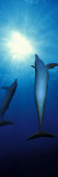 Bottle-Nosed Dolphins in the Sea