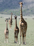 Giraffes Standing in a Forest, Lake Manyara, Tanzania