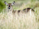 Waterbuck in a Forest, Tarangire National Park, Tanzania