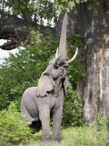 African Elephant Reaching for Baobab Tree Leaves, Tarangire National Park, Tanzania