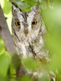 African Scops Owl Perching on a Branch of a Tree, Tarangire National Park, Tanzania