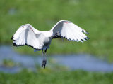 Sacred Ibis in Flight, Ngorongoro Crater, Ngorongoro, Tanzania