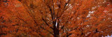 Maple Tree in Autumn, Vermont, USA