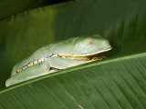 Close-Up of a Gliding Tree Frog on a Banana Leaf, Costa Rica