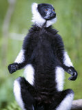 Black and White Ruffed Lemur Sitting on a Branch, Lemur Island, Madagascar