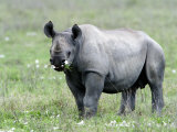 Black Rhinoceros Grazing in a Field, Ngorongoro Crater, Ngorongoro, Tanzania