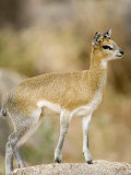 Klipspringer Standing in a Forest, Lake Manyara, Tanzania