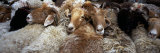 Goats in a Market, Kashgar, Xinjiang Province, China