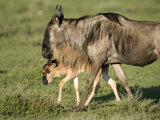 Newborn Wildebeest Calf with its Mother, Ndutu, Ngorongoro, Tanzania
