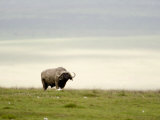 Cape Buffalo Walking in a Field, Ngorongoro Crater, Ngorongoro, Tanzania