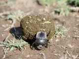 Close-Up of a Dung Beetle, Ndutu, Ngorongoro, Tanzania