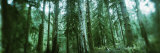 Trees in a Rainforest, Olympic National Park, Olympic Peninsula, Washington State, USA