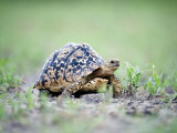 Leopard Tortoise Moving Slowly in a Field, Tarangire National Park, Tanzania