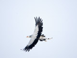 Secretary Bird in Flight, Samburu National Park, Rift Valley Province, Kenya