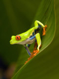 Close-Up of a Red-Eyed Tree Frog Sitting on a Leaf, Costa Rica
