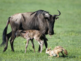Buy Newborn Wildebeest Calf and Mother with Hunting Golden Jackals, Ngorongoro Crater, Tanzania at AllPosters.com