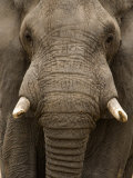 Close-Up of an African Elephant Trunk, Lake Manyara, Tanzania