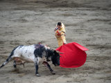 Buy Matador and a Bull in a Bullring, Lima, Peru at AllPosters.com