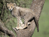 Cheetah Cub Climbing a Tree, Ndutu, Ngorongoro, Tanzania