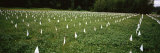 White Flags Laid Out in War Memorial, Iraq War Memorial, Vermont, USA Photographic Print