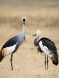 Grey Crowned Cranes in a Field, Ngorongoro Crater, Ngorongoro, Tanzania