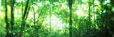 Buy Trees in a Rainforest, Arenal Region, Costa Rica at AllPosters.com