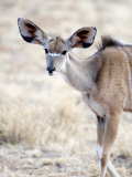 Female Lesser Kudu, Samburu National Park, Rift Valley Province, Kenya