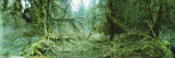 Trees in a Rainforest, Olympic National Park, Olympic Peninsula, Washington State, USA
