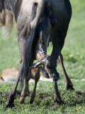 Wildebeest Giving Birth to its Calf, Ngorongoro Crater, Ngorongoro, Tanzania