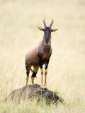Topi Standing on a Termite Mound, Masai Mara National Reserve, Kenya