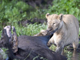 Lioness Hunting a Cape Buffalo, Ngorongoro Crater, Ngorongoro, Tanzania