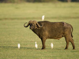 Cape Buffalo Standing with Cattle Egrets, Lake Manyara, Tanzania