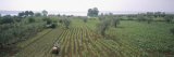 Farmer on a Tractor in a Vineyard, Barbaresco Docg, Piedmont, Italy