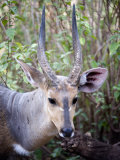 Close-Up of a Bushbuck, Lake Manyara, Tanzania