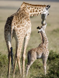 Masai Giraffe with its Calf, Masai Mara National Reserve, Kenya